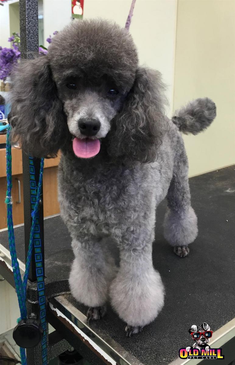 poodle dog getting fur cut and groomed