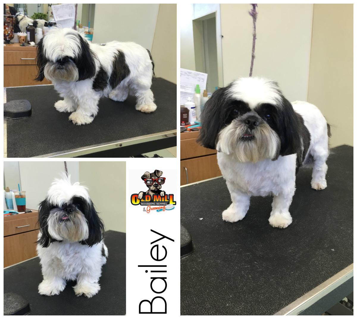small black and white dog getting grooming services