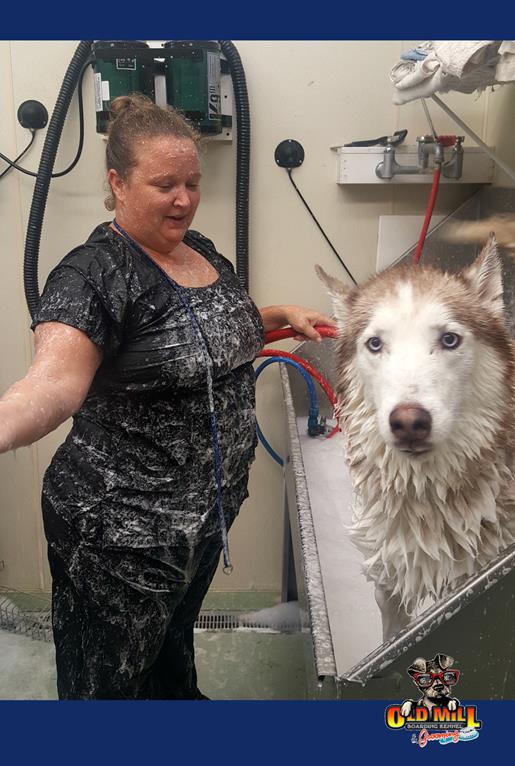 woman giving husky dog a bath 