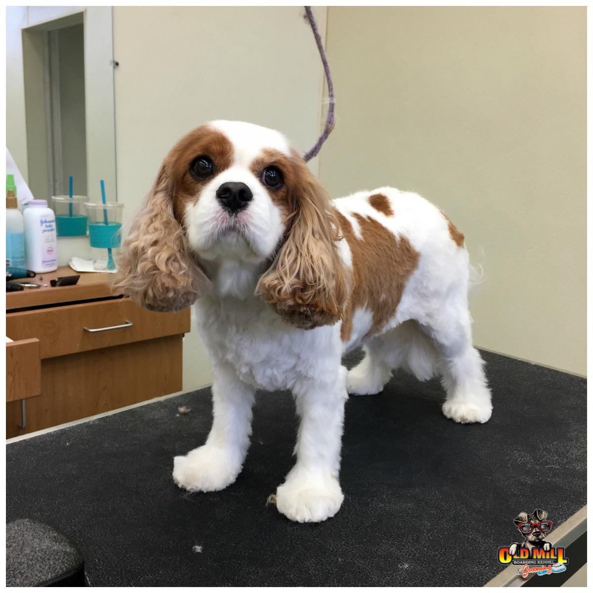 small brown and white dog after grooming services 