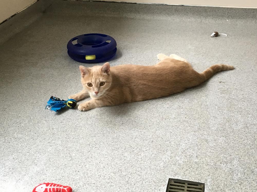 orange cat laying on ground with blue cat toy and dark blue cat bed 