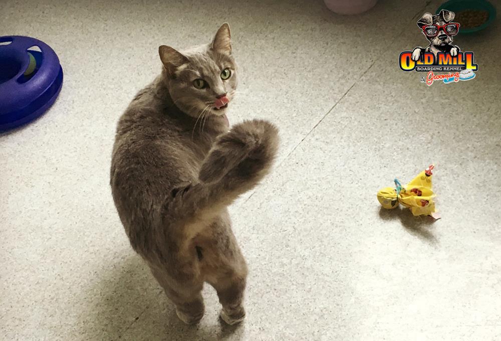 cat walking away with heading turning around and yellow cat toy on ground 