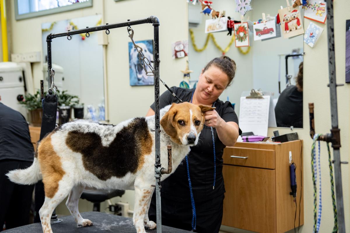 woman cutting dog's fur coat 
