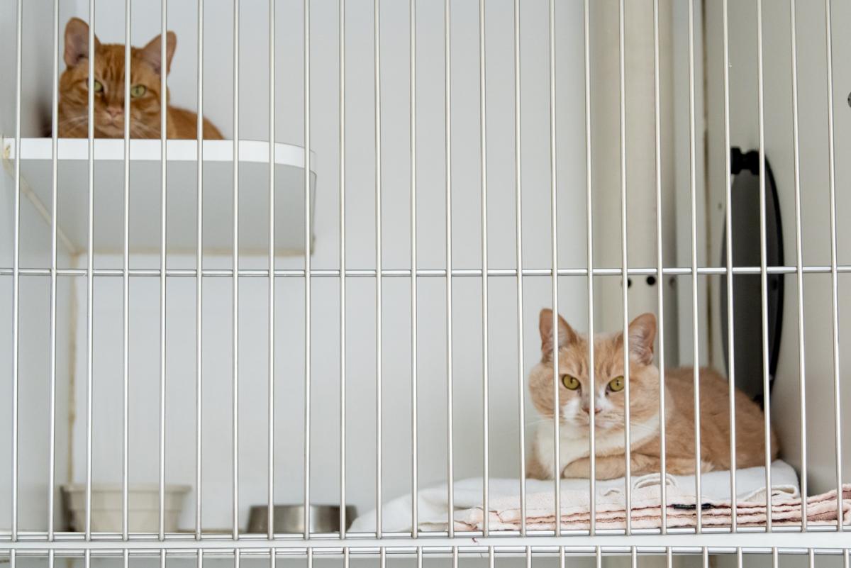 two orange cats sitting in cat condo looking out of cage 