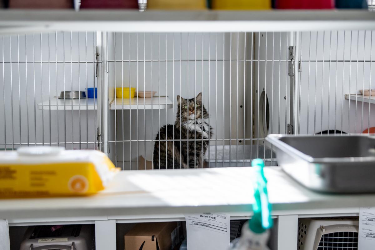 cat sitting down inside of cat cage at old mill boarding kennel and grooming 