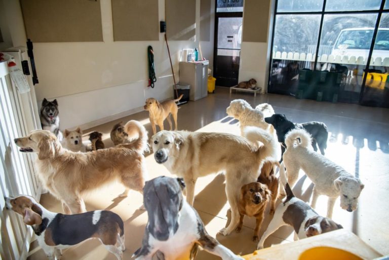 Old Mill Boarding Kennel & Grooming In Leesburg, VA