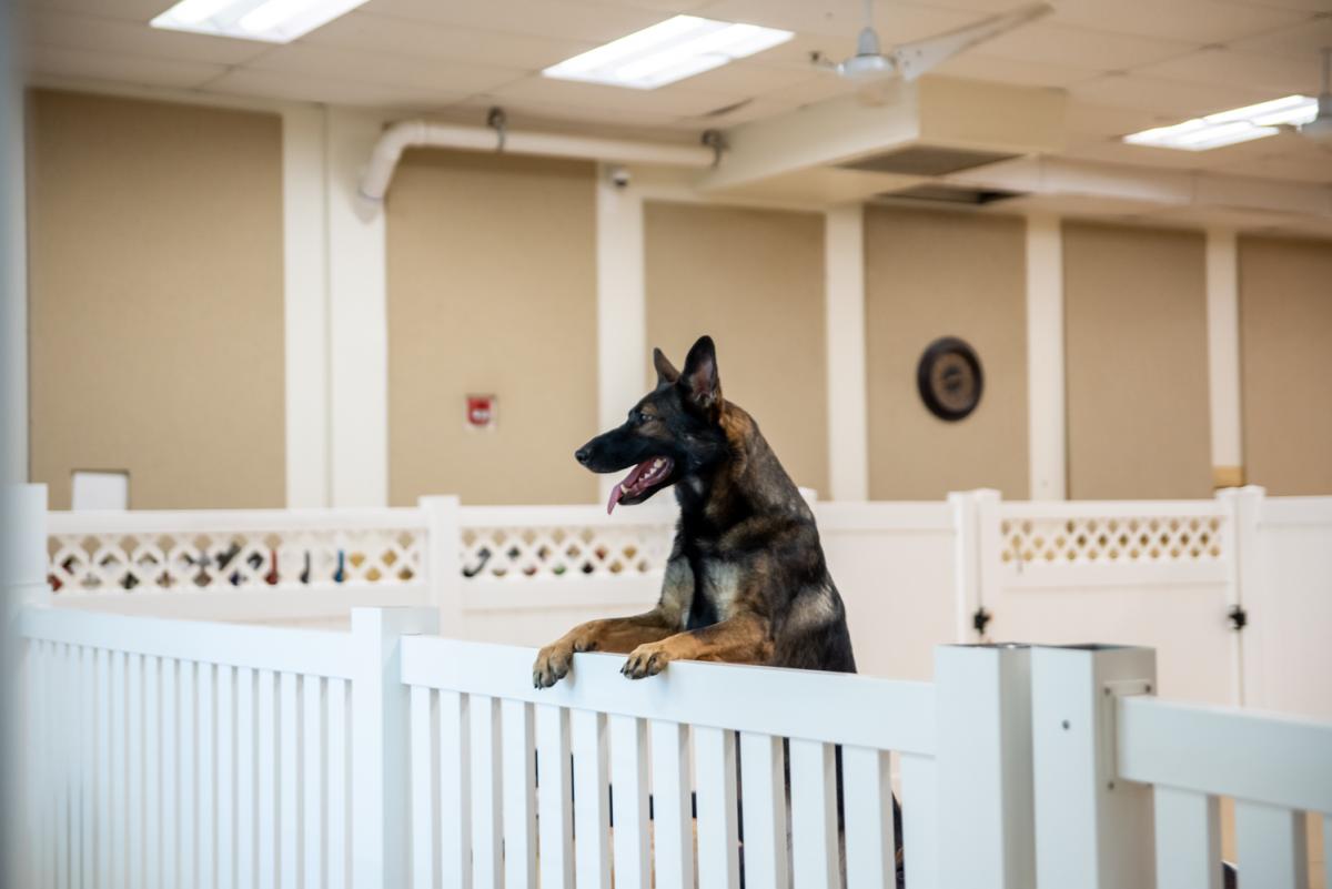 german shepard dog hopping up on fence in doggy daycare