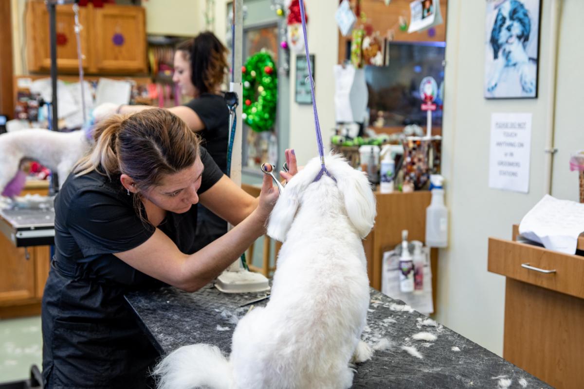woman cutting white dog's fur coat