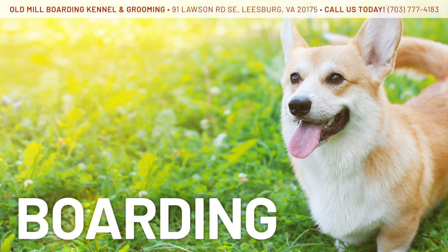 Dog Boarding In Leesburg, VA | Old Mill Boarding Kennel