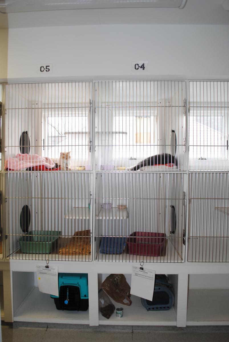two story cat condo with windows at old mill boarding kennel and grooming in leesburg va 