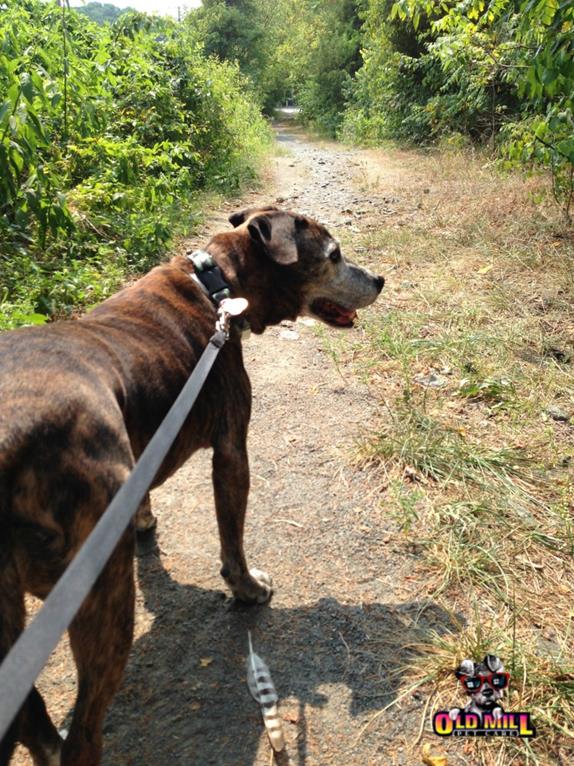dog walking on hiking trail with leash 