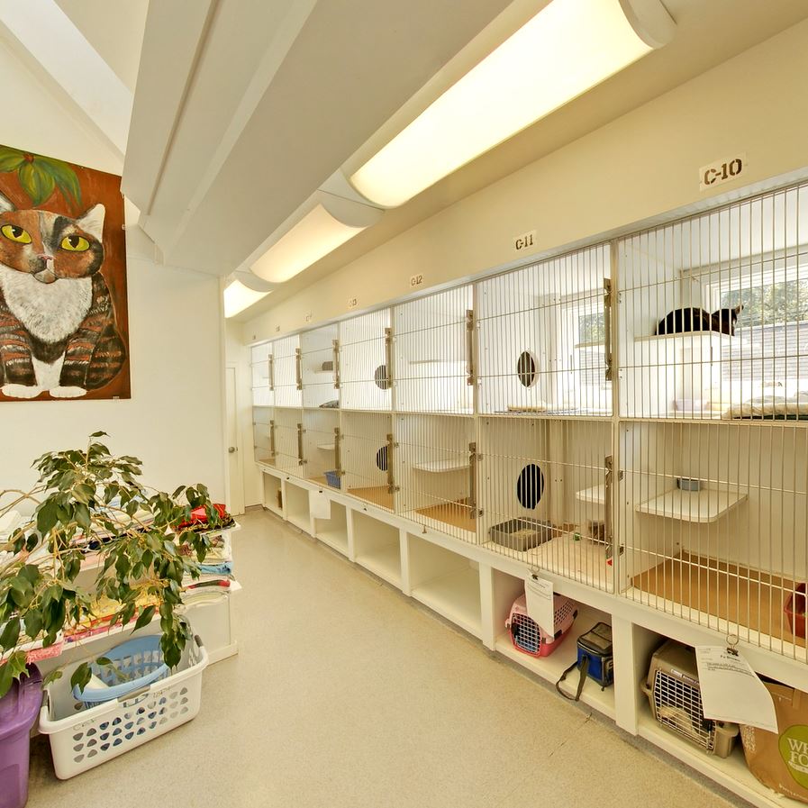 cat cages for boarding at old mill boarding kennel and grooming in leesburg va 