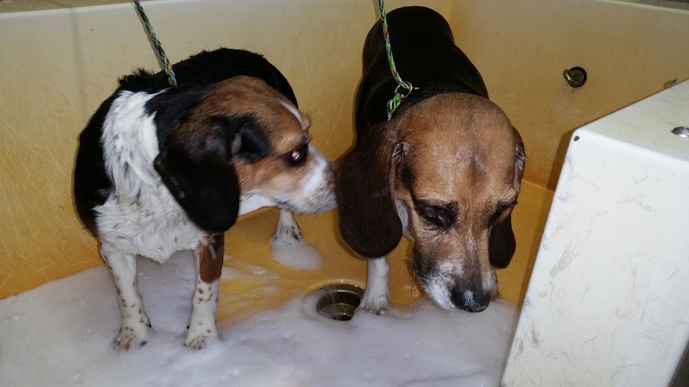 two beagles standing next to eachother while getting a bath 
