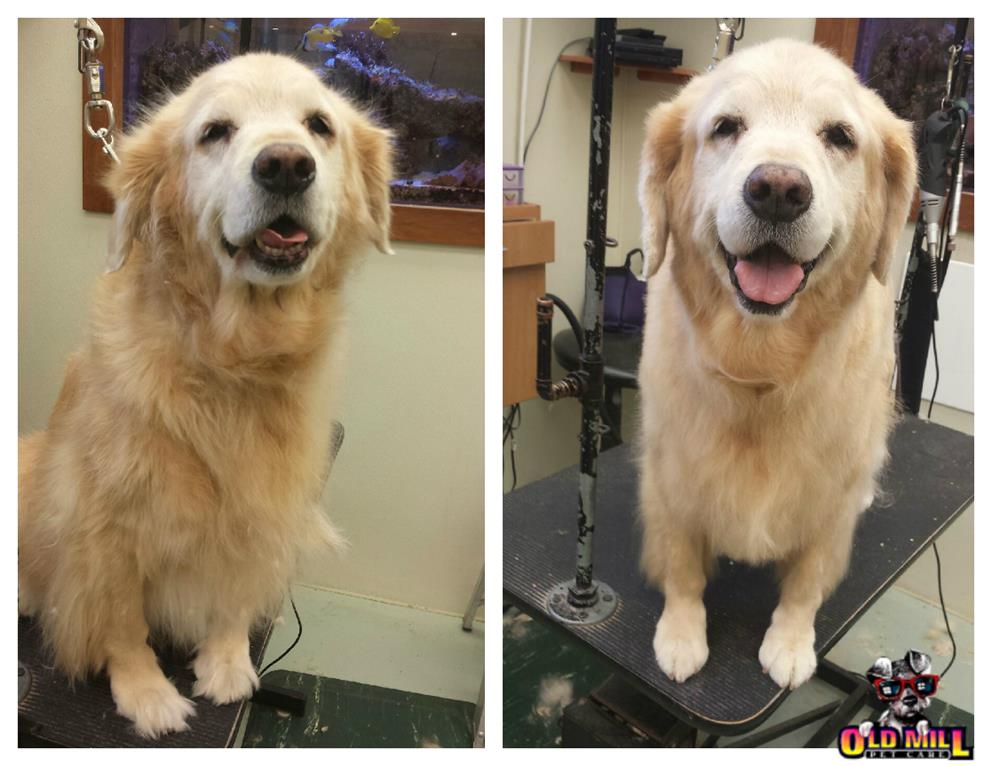 before and after grooming services and cut of golden retriever
