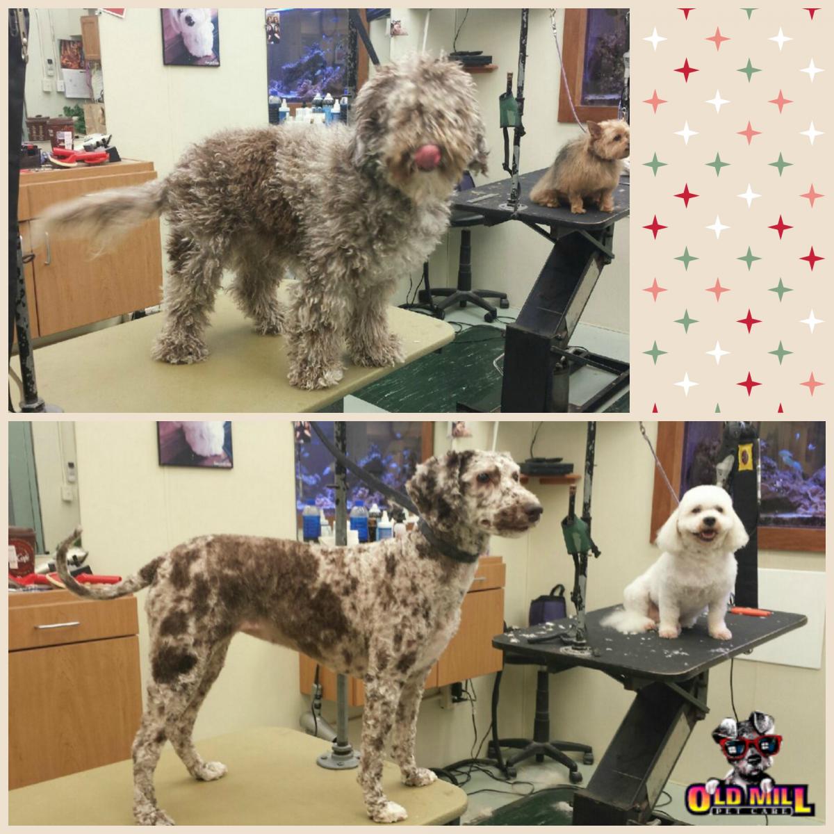 before and after a dog receives cut and grooming services