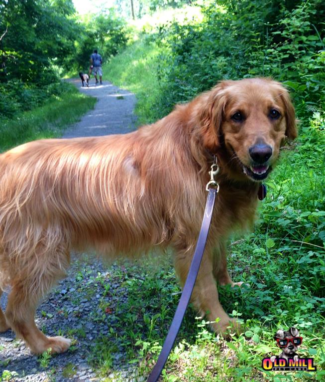 golden retriever walking on hiking trail with purple leash 