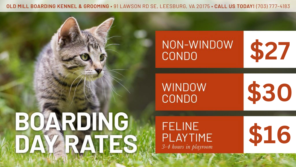 cat boarding rates at old mill boarding kennel and grooming in leesburg va